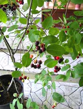 ジューンベリーの実