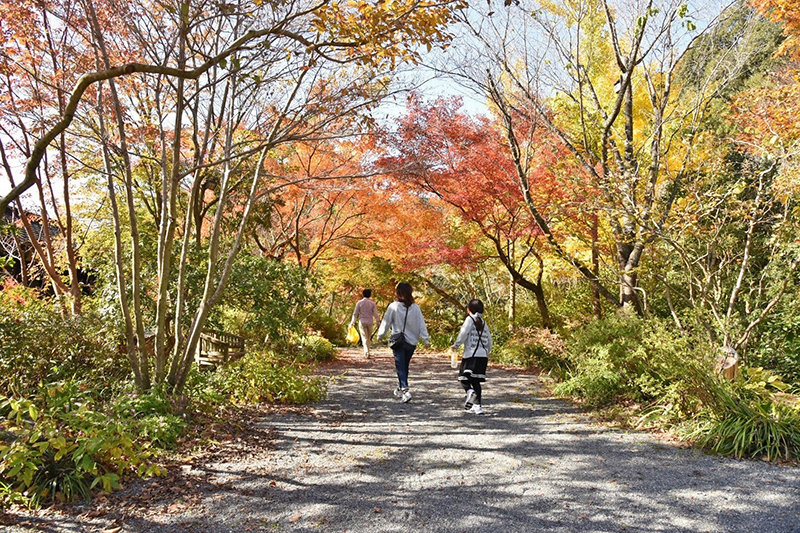 紅葉彩る秋の山道