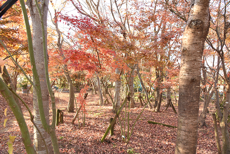 落ち葉の多い山の中