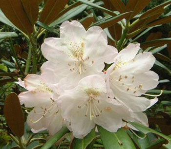 シャクナゲの花の写真