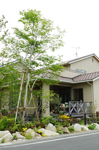 御影石と木立で魅せる外構のディテール写真