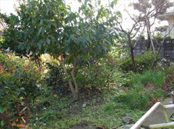 施工前の庭の一角。雑草が伸びた土の庭と植木が見える。