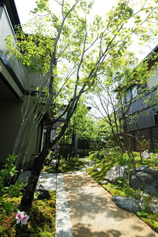 やっぱりいいね苔の庭 メイン写真