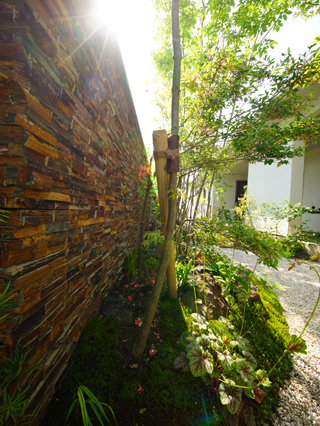 木々に彩られる平屋 メイン写真