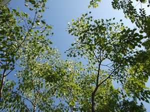 雑木の枝越しに見上げた青空と新緑。