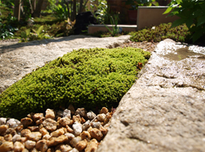 苔むした石と砂利が印象的な、足もとのディテール。