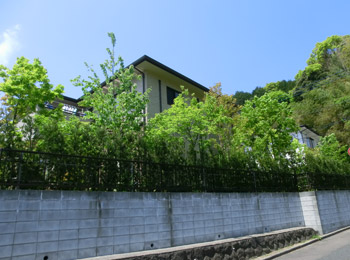 背景の山並みとひと続きになるよう雑木の木立が建物を包む庭。