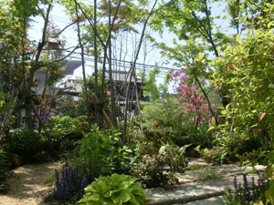 苔と山野草に彩られた小径周りの風景。