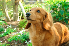 ウッドデッキと雑木が調和した庭の一角