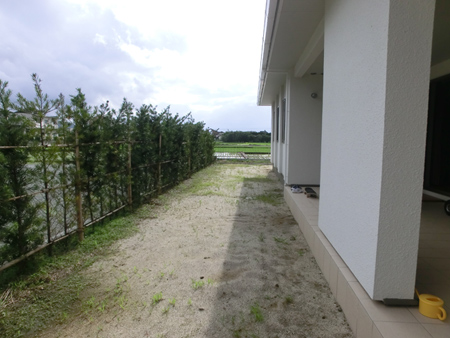 施工前の庭。マキの生垣と土の地面が広がる細長いスペース。